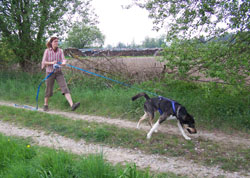 Spielende Welpen